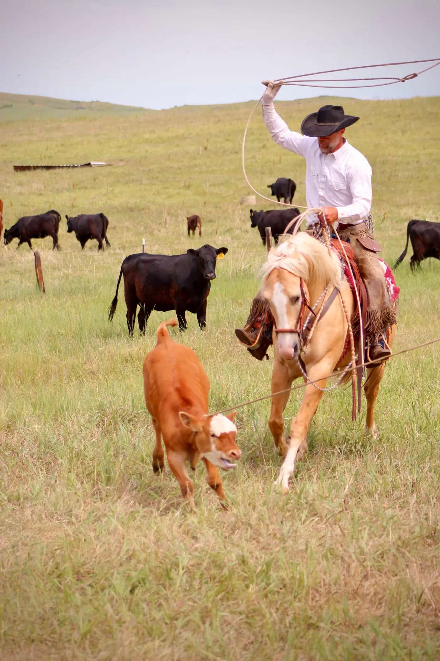 Roping a calf in the pasture