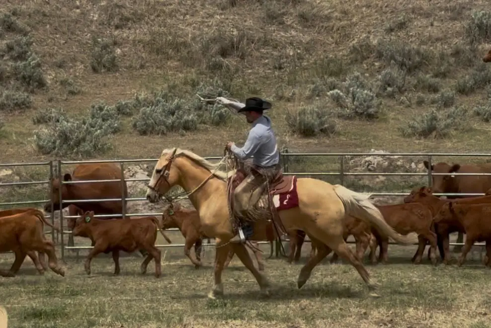 Working cattle in the pen