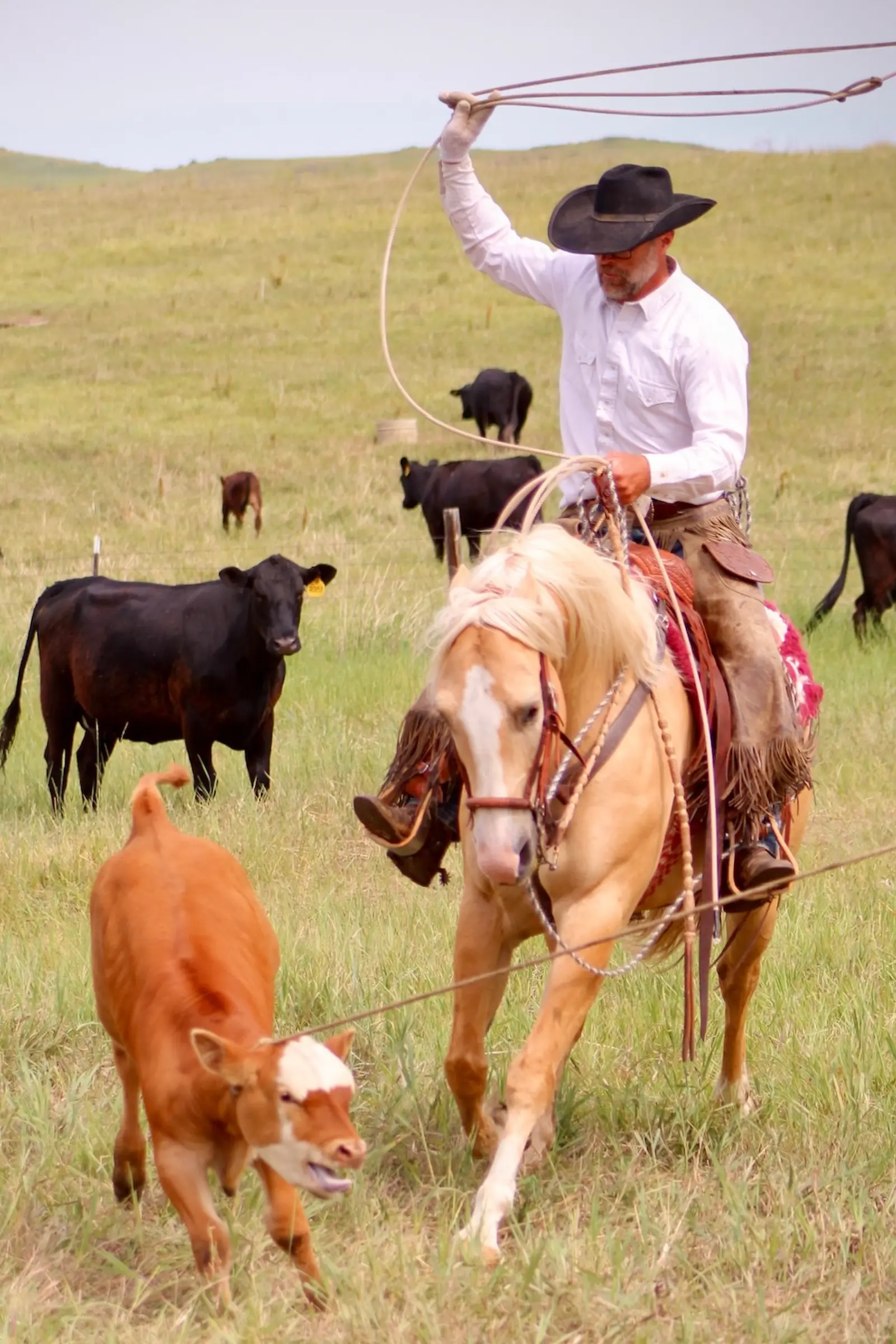 A rider on a palomino swinging a loop overhead behind a red calf, with black cattle grazing in the pasture beyond